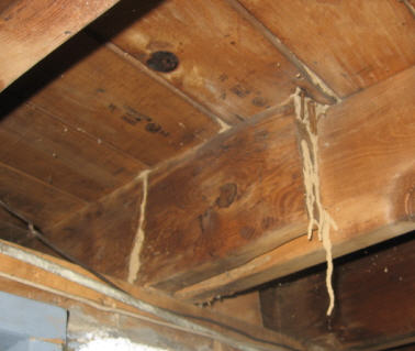 Termite tubes found in Long Island